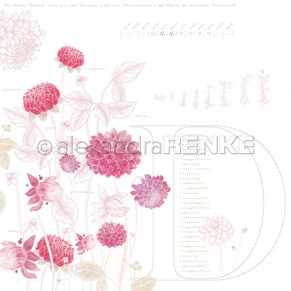 Rosa Dahlien mit botanischen Illustrationen und wissenschaftlichen Namen auf weißem Hintergrund von Alexandra Renke - ideal für Papierprojekte oder Buchbinderei.