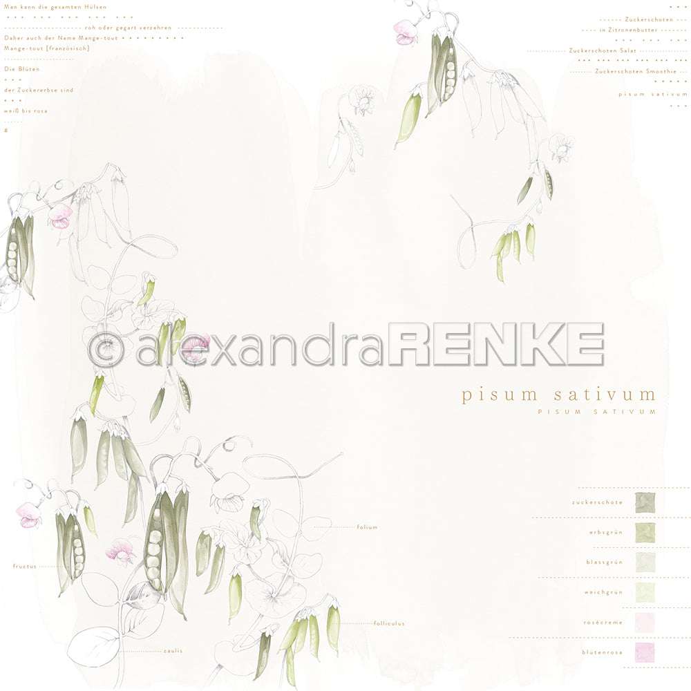 Zarte botanische Illustration von Erbsenpflanzen mit beschrifteten Teilen auf hellem Hintergrund - ideal für Papierprojekte oder um Ihren Buchbinderei-Kreationen Eleganz zu verleihen, von Alexandra Renke.