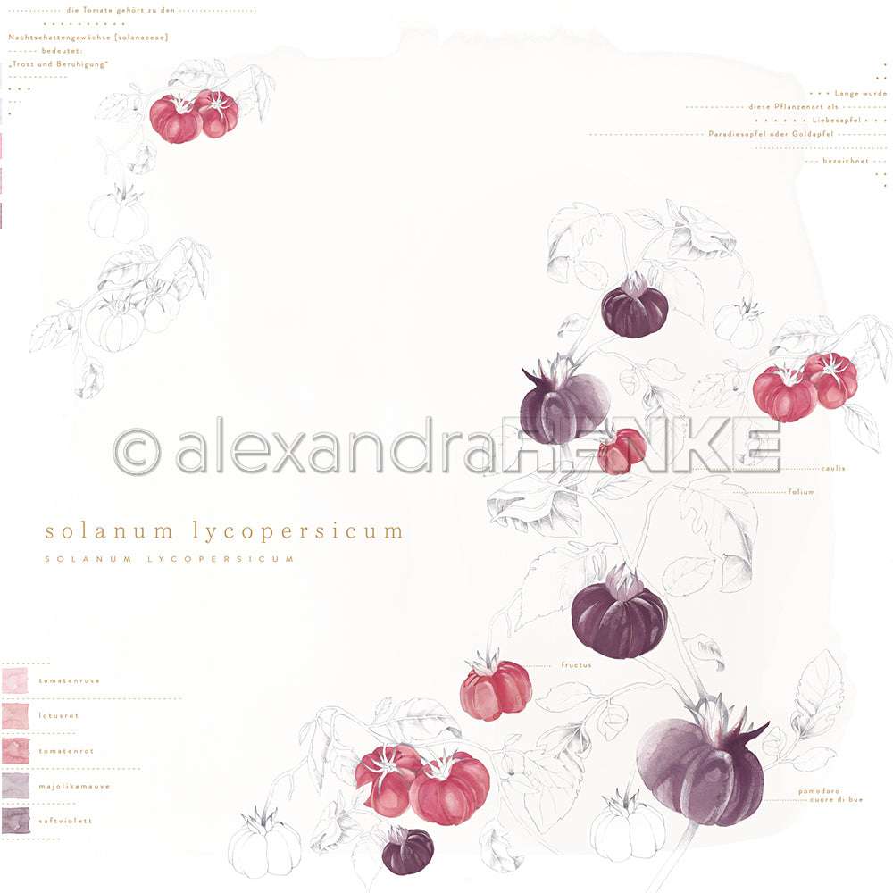 Botanische Illustration einer Tomatenpflanze mit roten und lila Tomaten, beschrifteten Teilen und einem sauberen weißen Hintergrund - ideal für Papierprojekte oder Buchbinderei-Fans, die einzigartiges Designpapier von Alexandra Renke suchen.