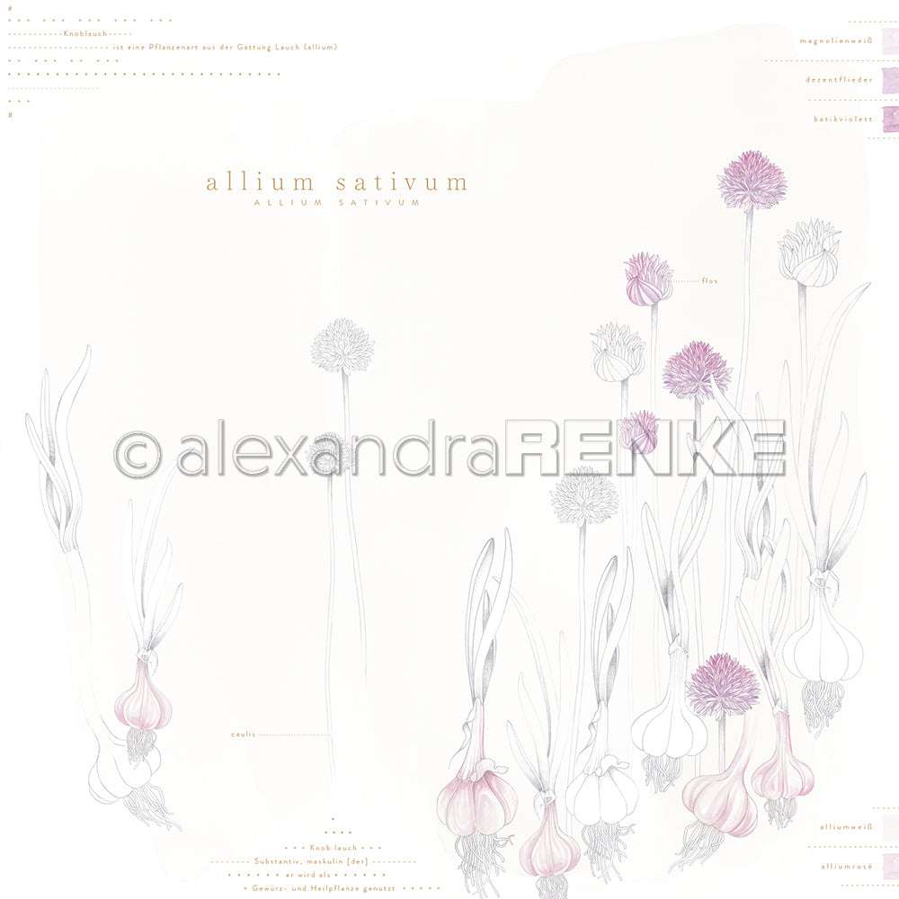 Botanische Illustration von Knoblauchzwiebeln und Schnittlauchblüten in lila und weißen Farbtönen, bezeichnet als Allium sativum - perfekt für Designpapier oder einzigartige Papierprojekte in der Buchbinderei von Alexandra Renke.