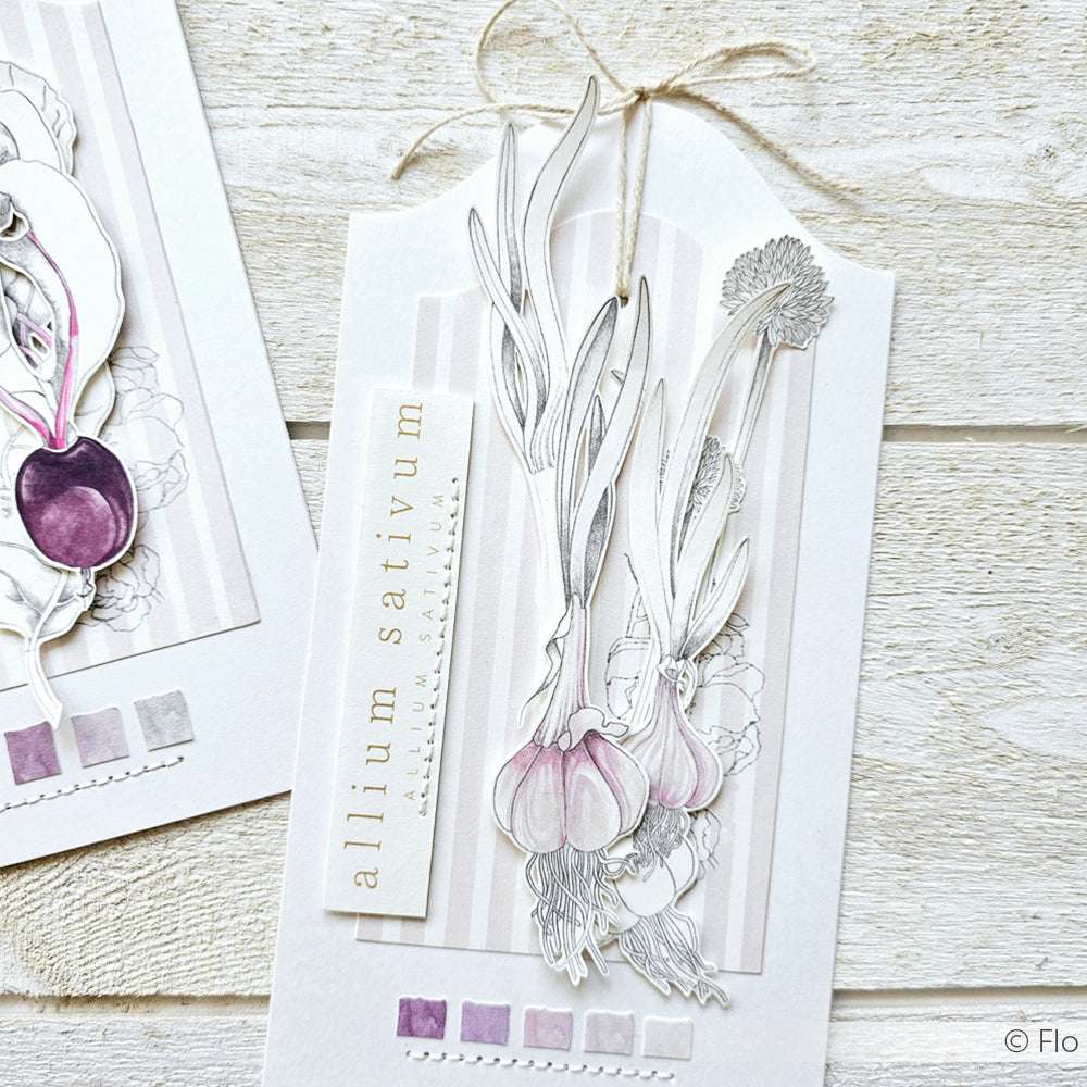 Handgefertigte botanische Karte von Alexandra Renke mit einer Illustration von Knoblauch (Allium sativum) auf einem hell gestreiften Hintergrund - ideal für Papierprojekte oder zur Aufwertung jeder Buchbinderei-Sammlung.
